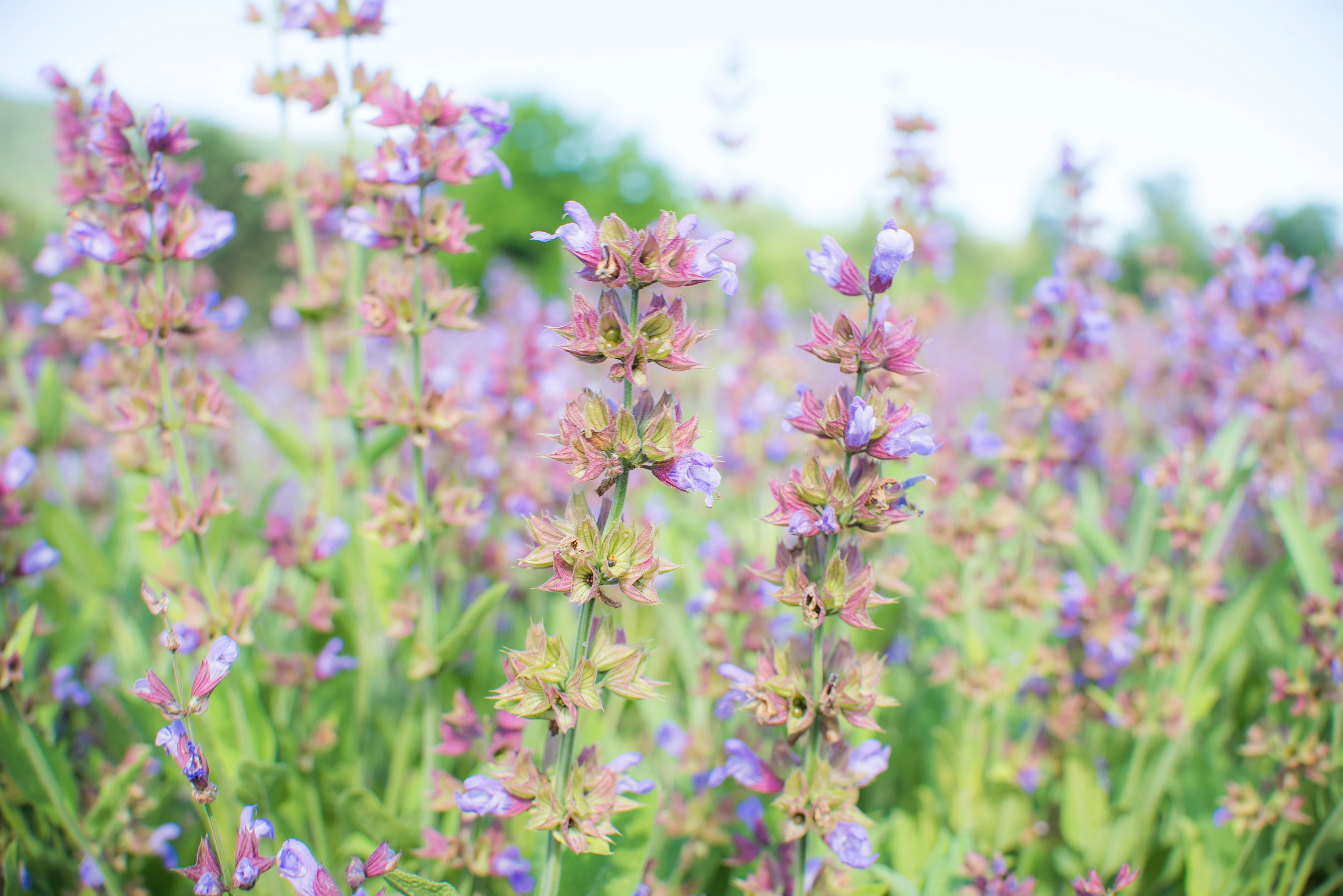 Shop All Pacific Botanicals