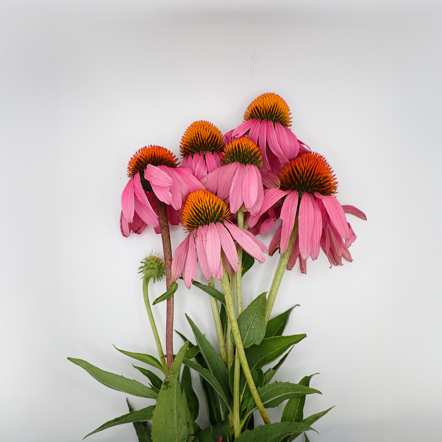 Echinacea Purpurea Tops - Fresh