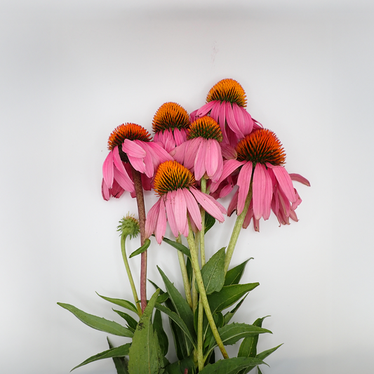 Echinacea Purpurea Tops - Fresh