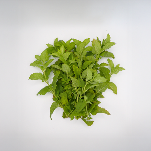 Lemon Balm - Fresh