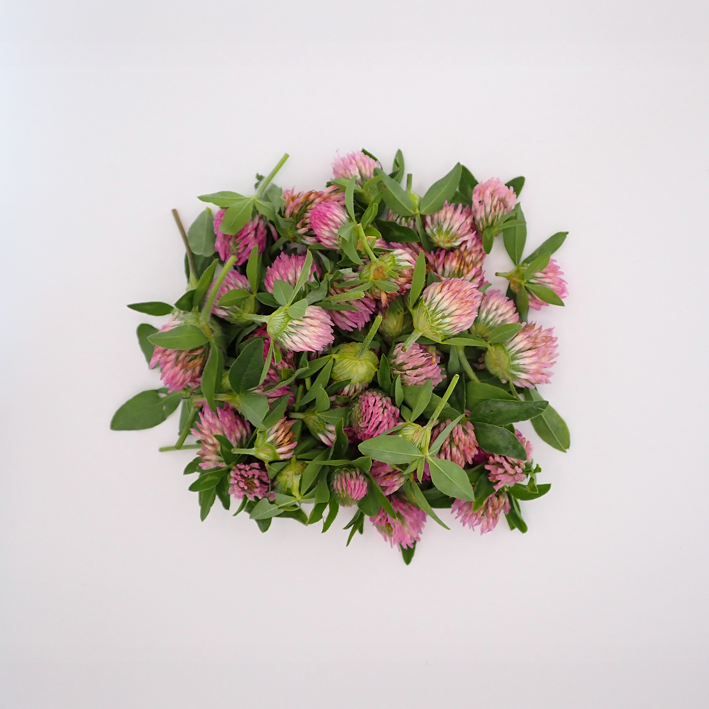 Red Clover Blossoms - Fresh