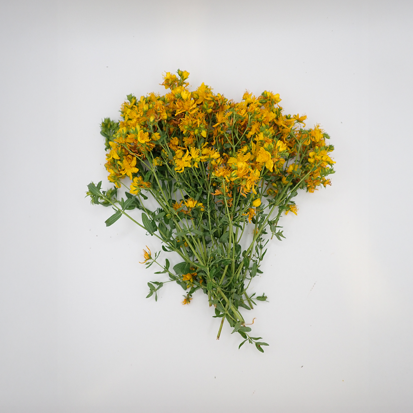 St John's Wort Tops Fresh