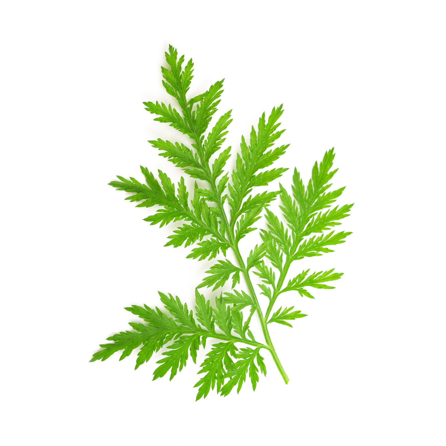 Artemisia Annua - Fresh