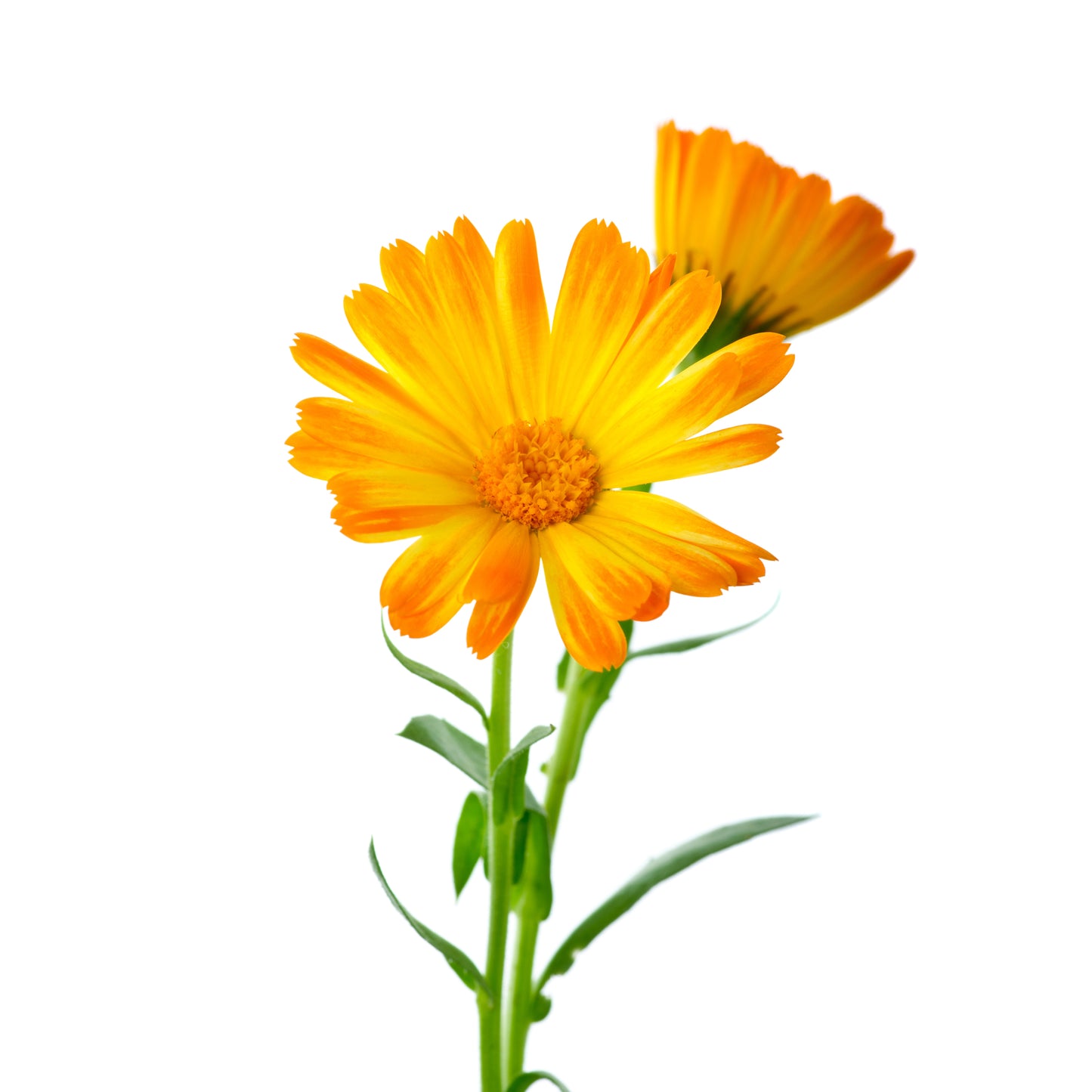 Calendula Flower - Fresh