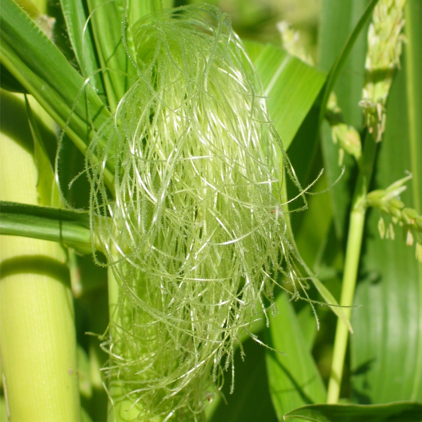 Cornsilk - Fresh