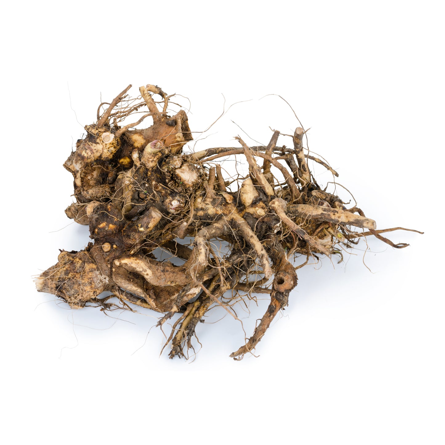 Elecampane Root - Fresh