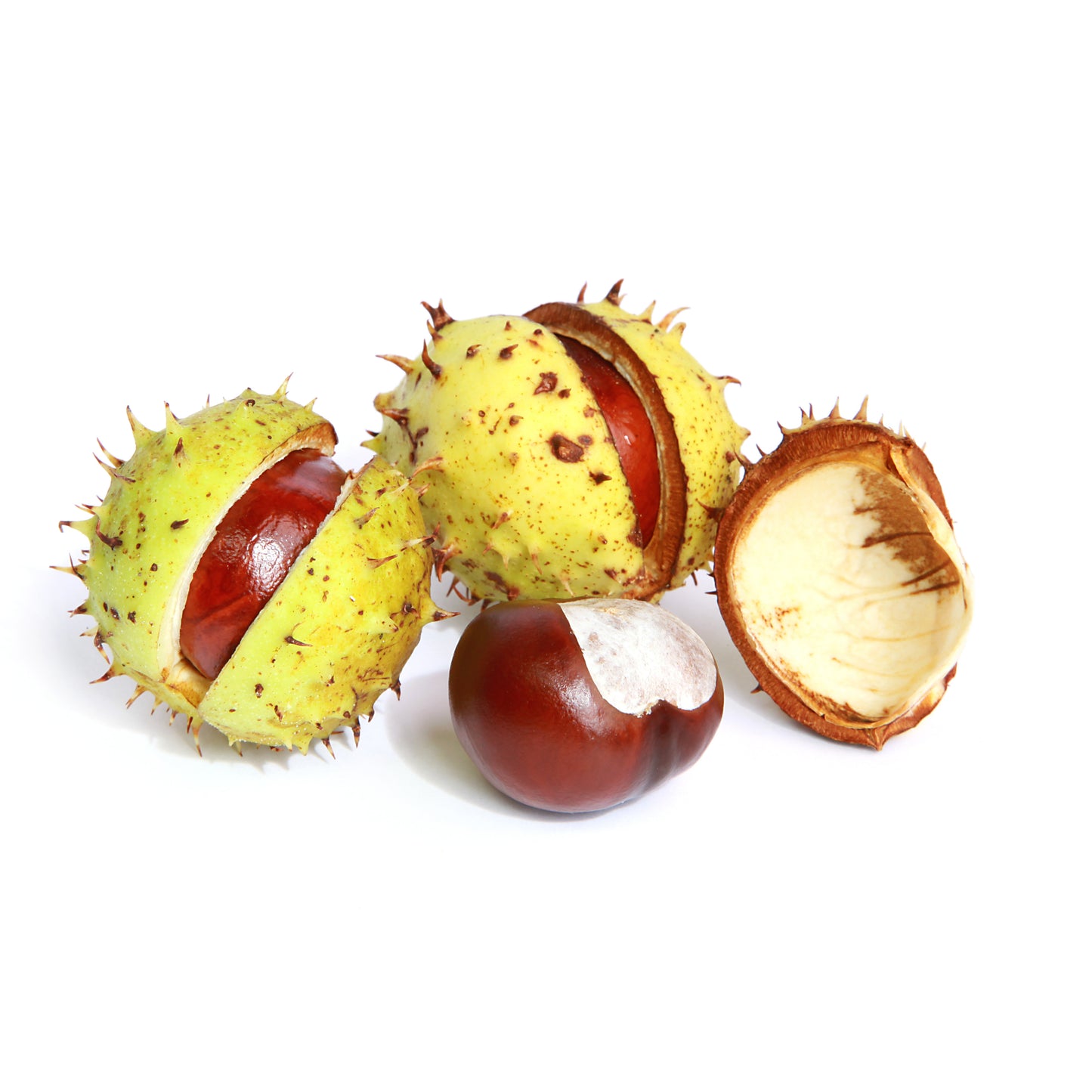 Horse Chestnuts - Fresh
