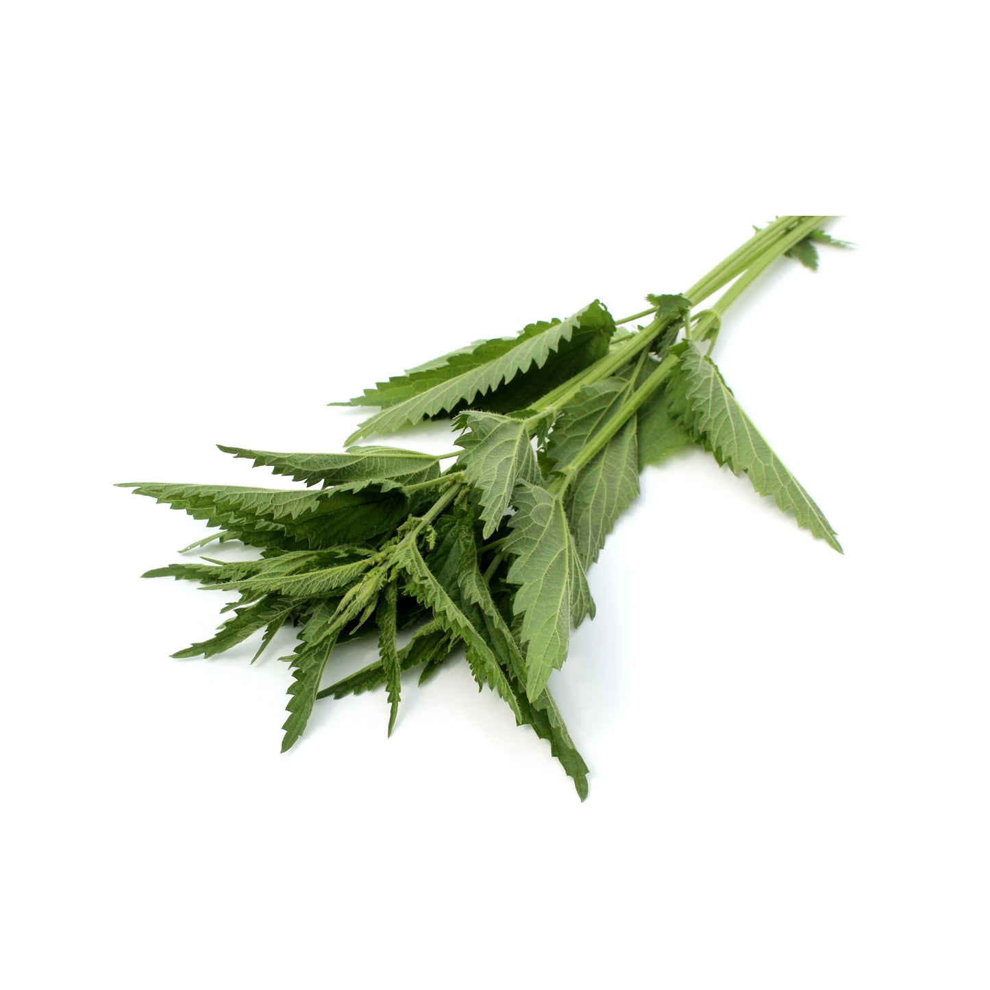 Nettle - Fresh