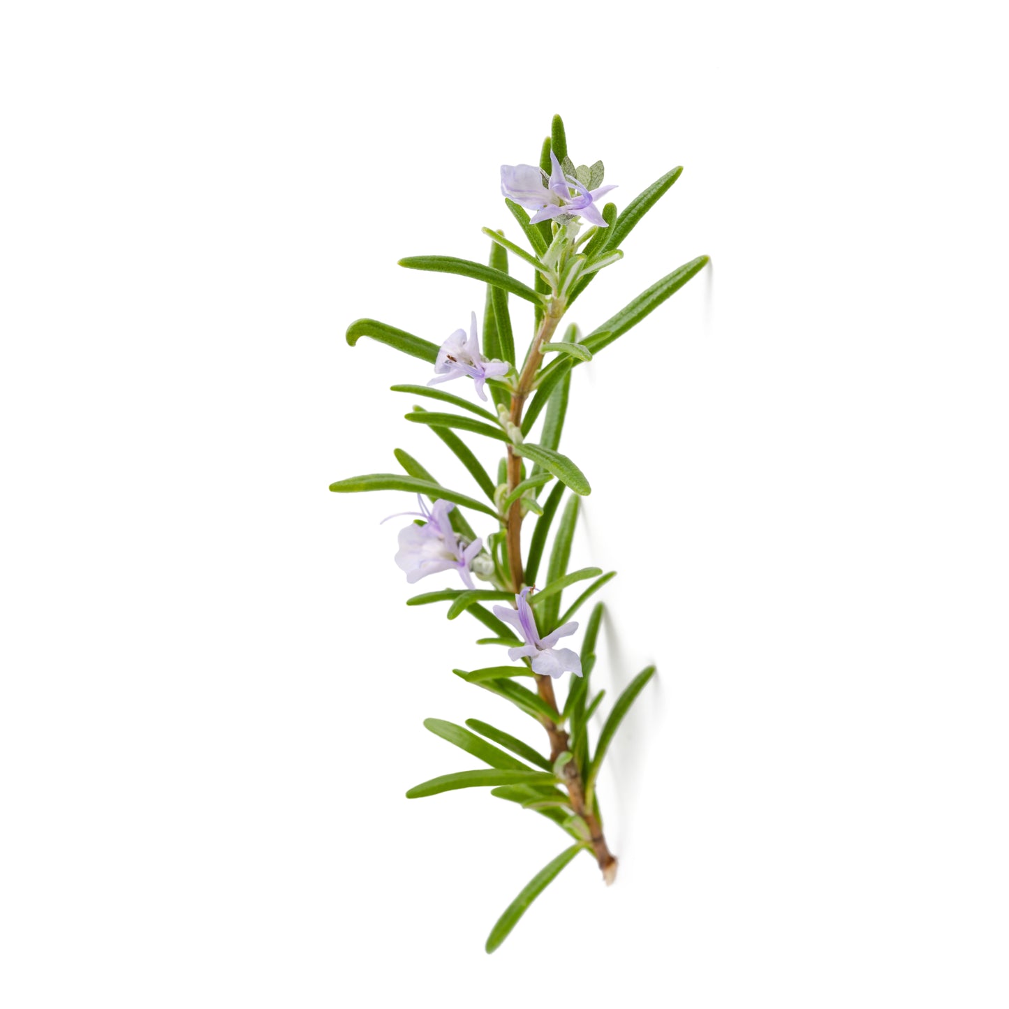 Rosemary - Fresh