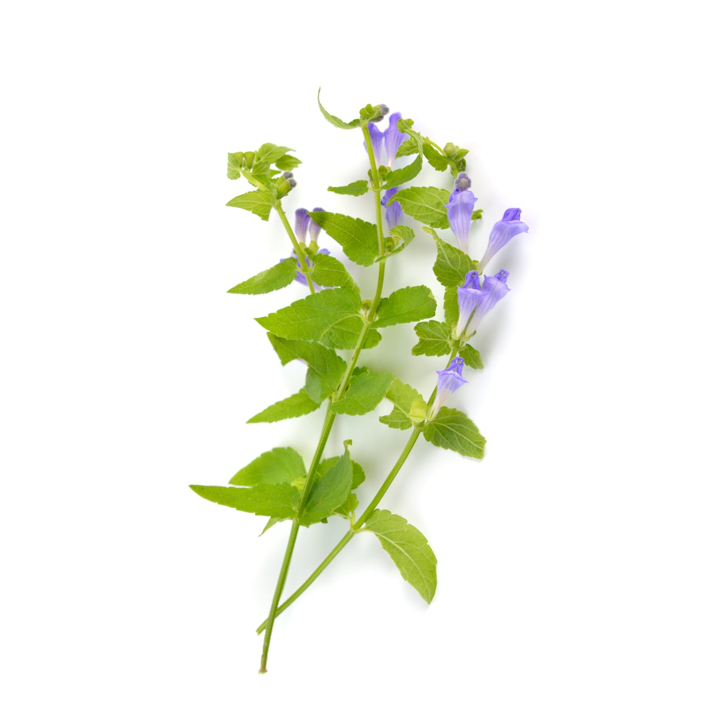 Skullcap - Fresh