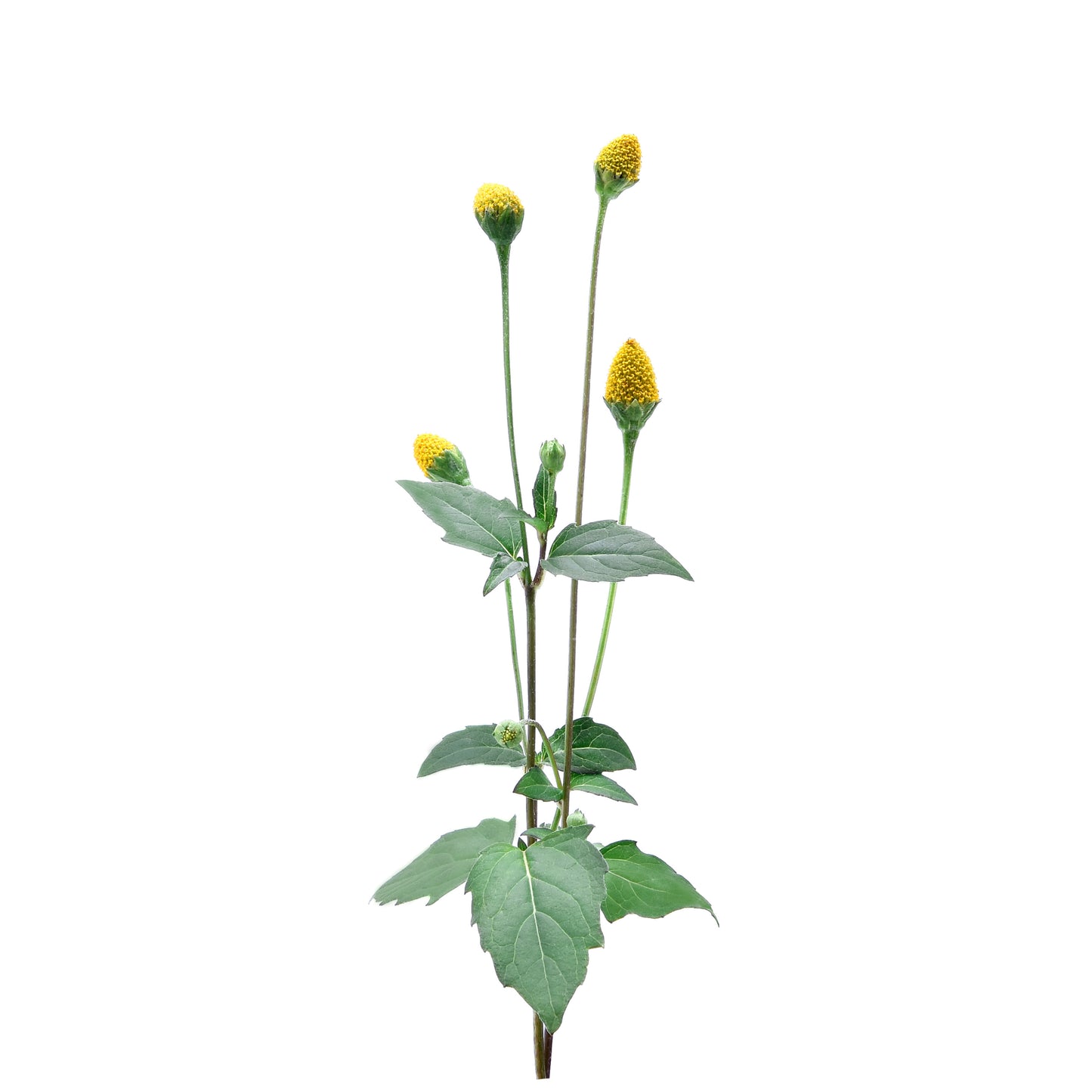 Spilanthes Flowering Tops - Fresh