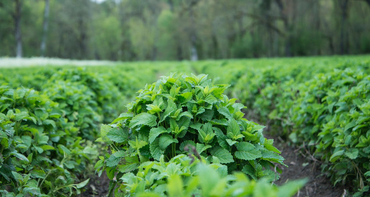 Dry Herbs