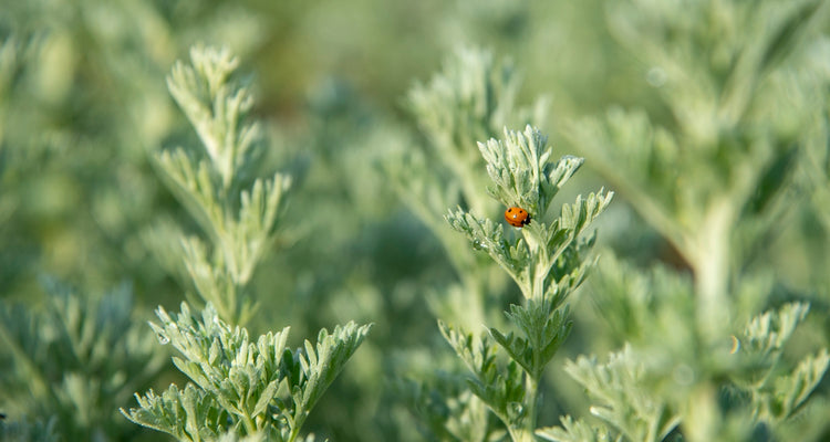 Powdered Herbs