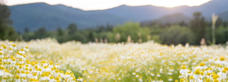 Spring Renewal Botanical Sale