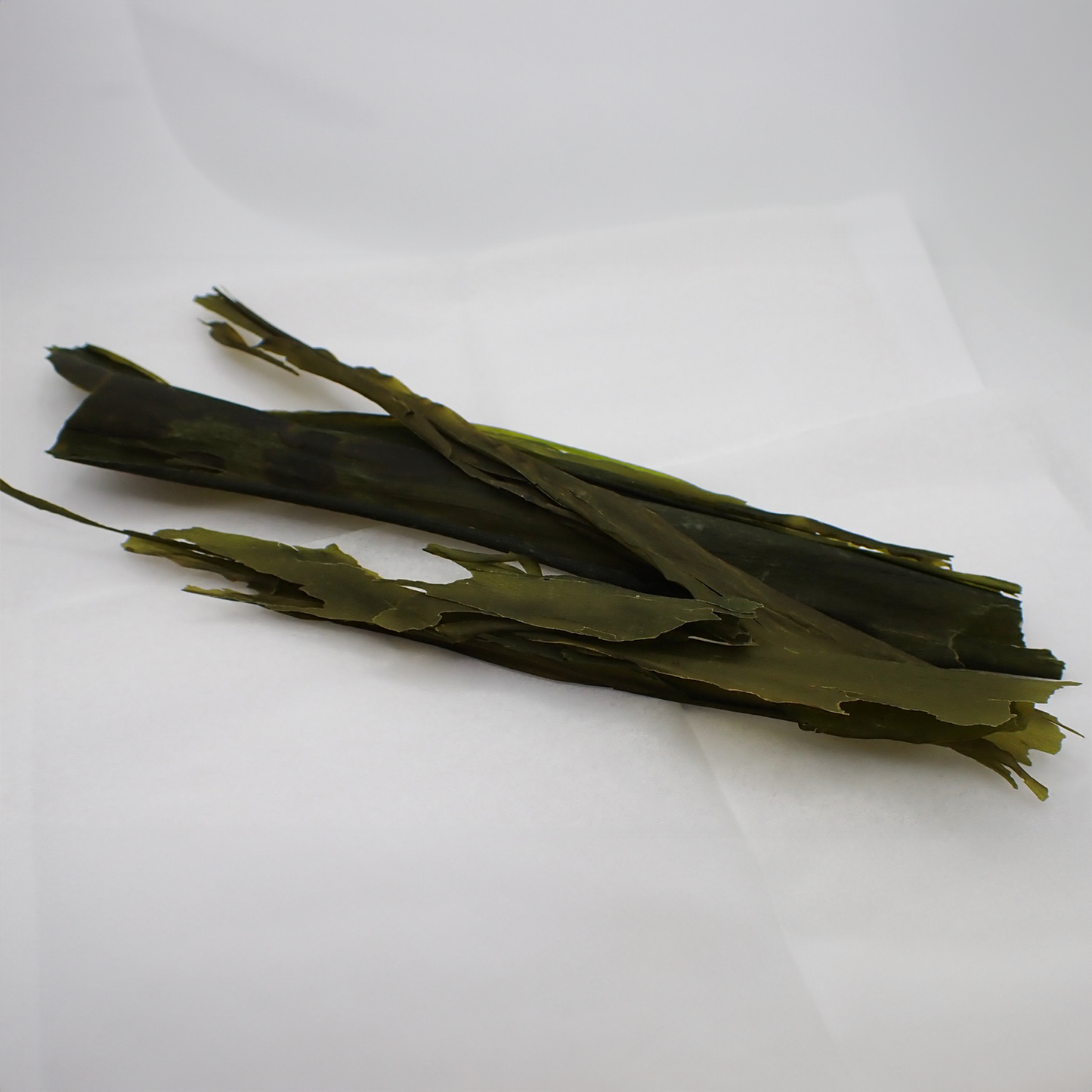 Kelp Fronds - Whole