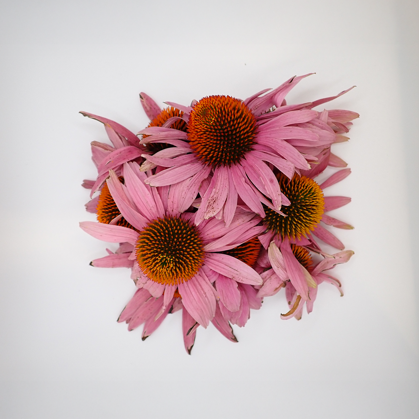 Echinacea Purpurea Flower - Fresh