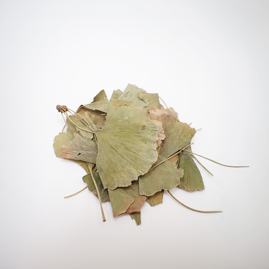 Ginkgo Leaf - Whole