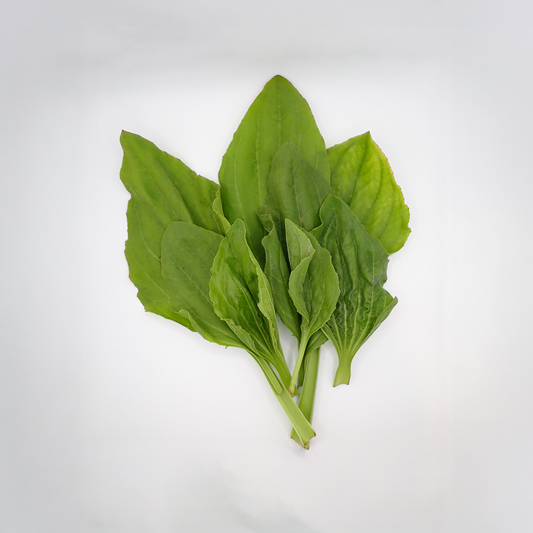 Plantain Leaf - Fresh