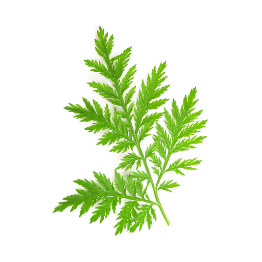 Artemisia Annua - Fresh