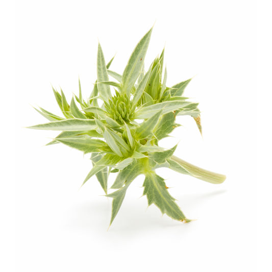 Artichoke Leaf - Fresh