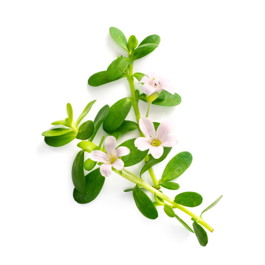 Bacopa Tops - Fresh