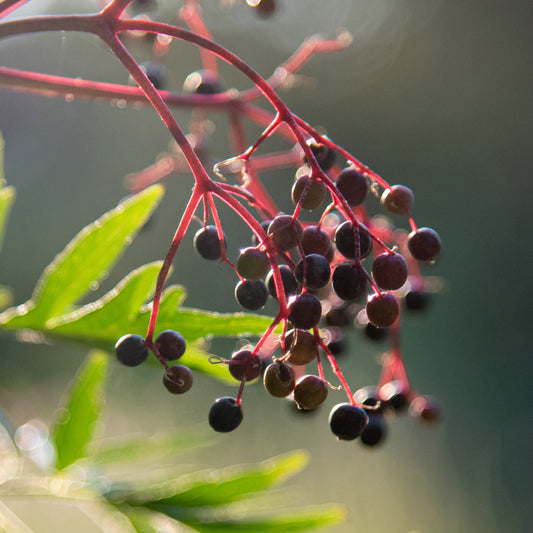 Elderberries - Fresh