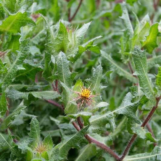 Blessed Thistle - Fresh