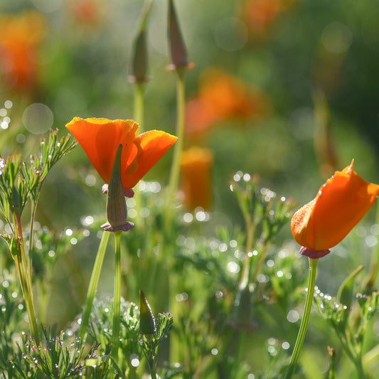 California Poppy Plant - Fresh