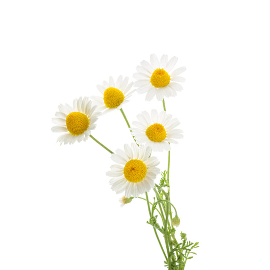 Chamomile Flowers - Fresh