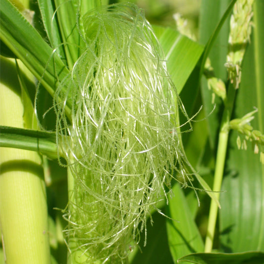 Cornsilk - Fresh