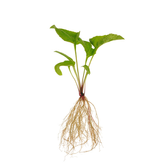 Echinacea Purpurea Root - Fresh