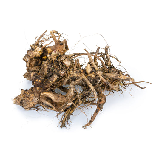 Elecampane Root - Fresh