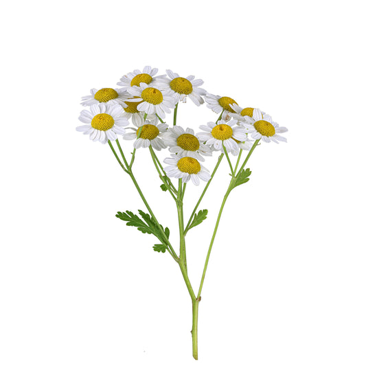Feverfew - Fresh