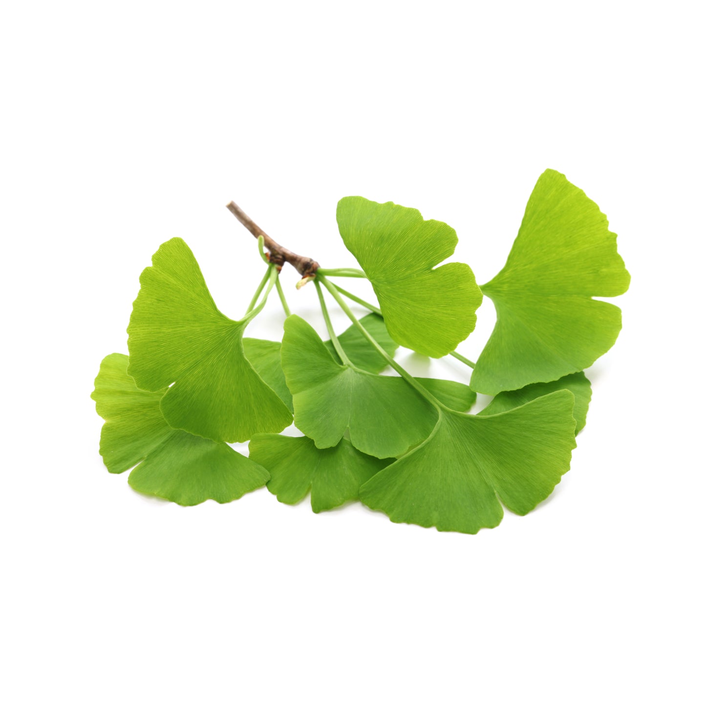 Ginkgo Leaf - Fresh
