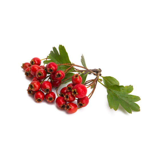Hawthorn Berries - Fresh