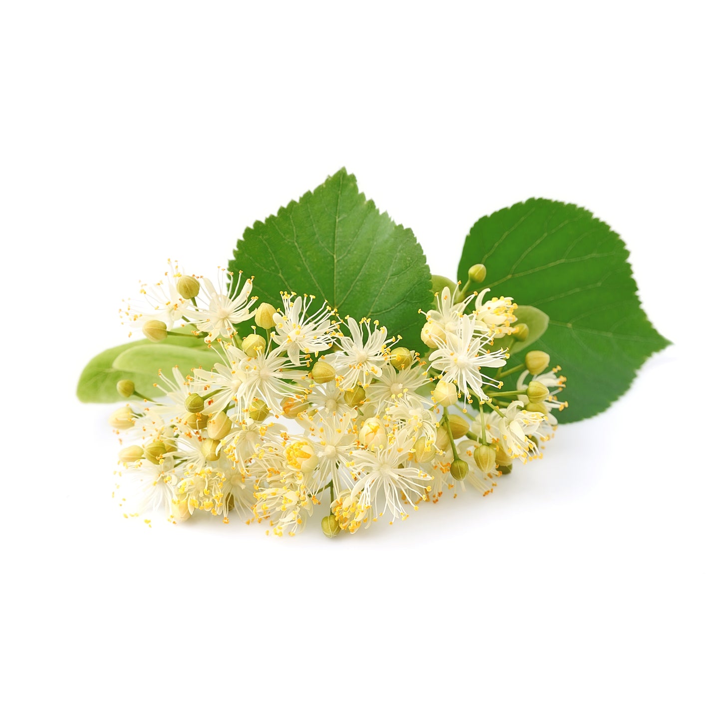 Linden Flower & Leaf - Fresh