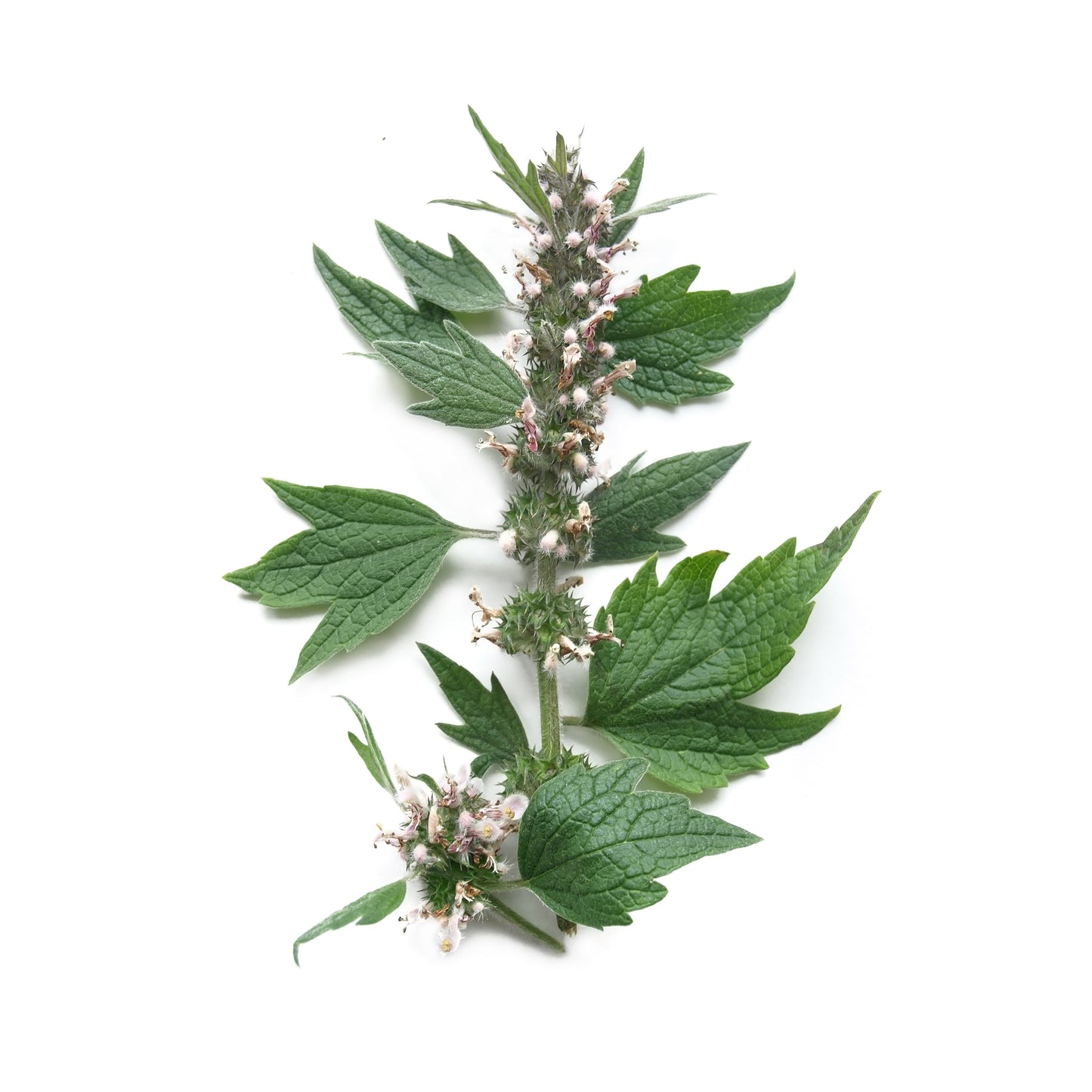 Motherwort - Fresh