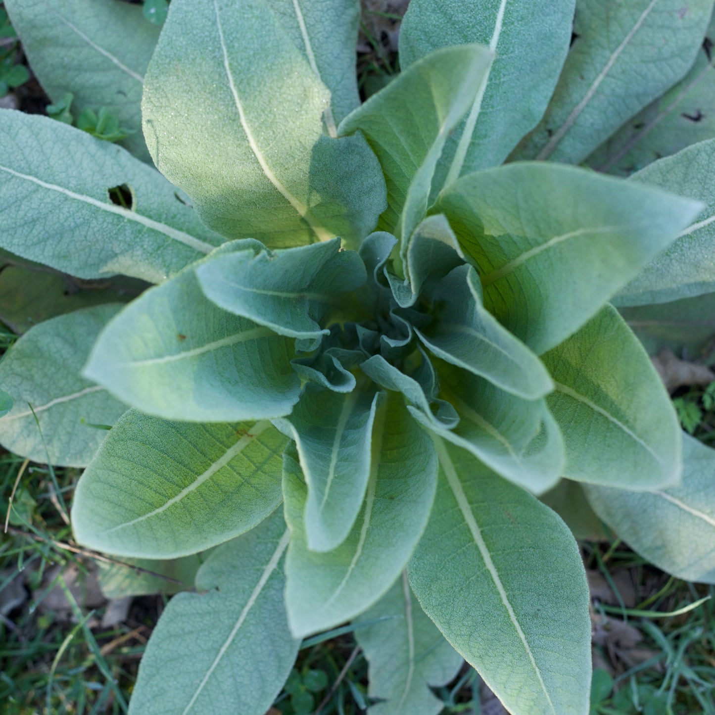 Mullein Leaf - Fresh