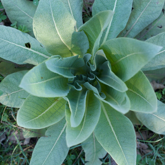 Mullein Leaf - Fresh