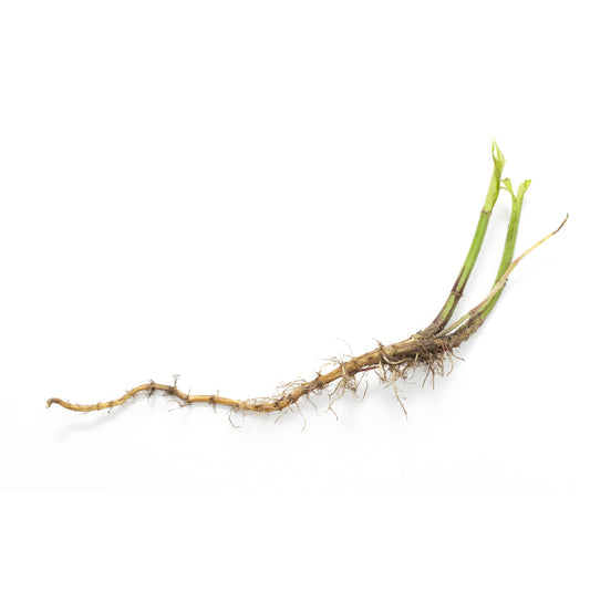 Nettle Root - Fresh