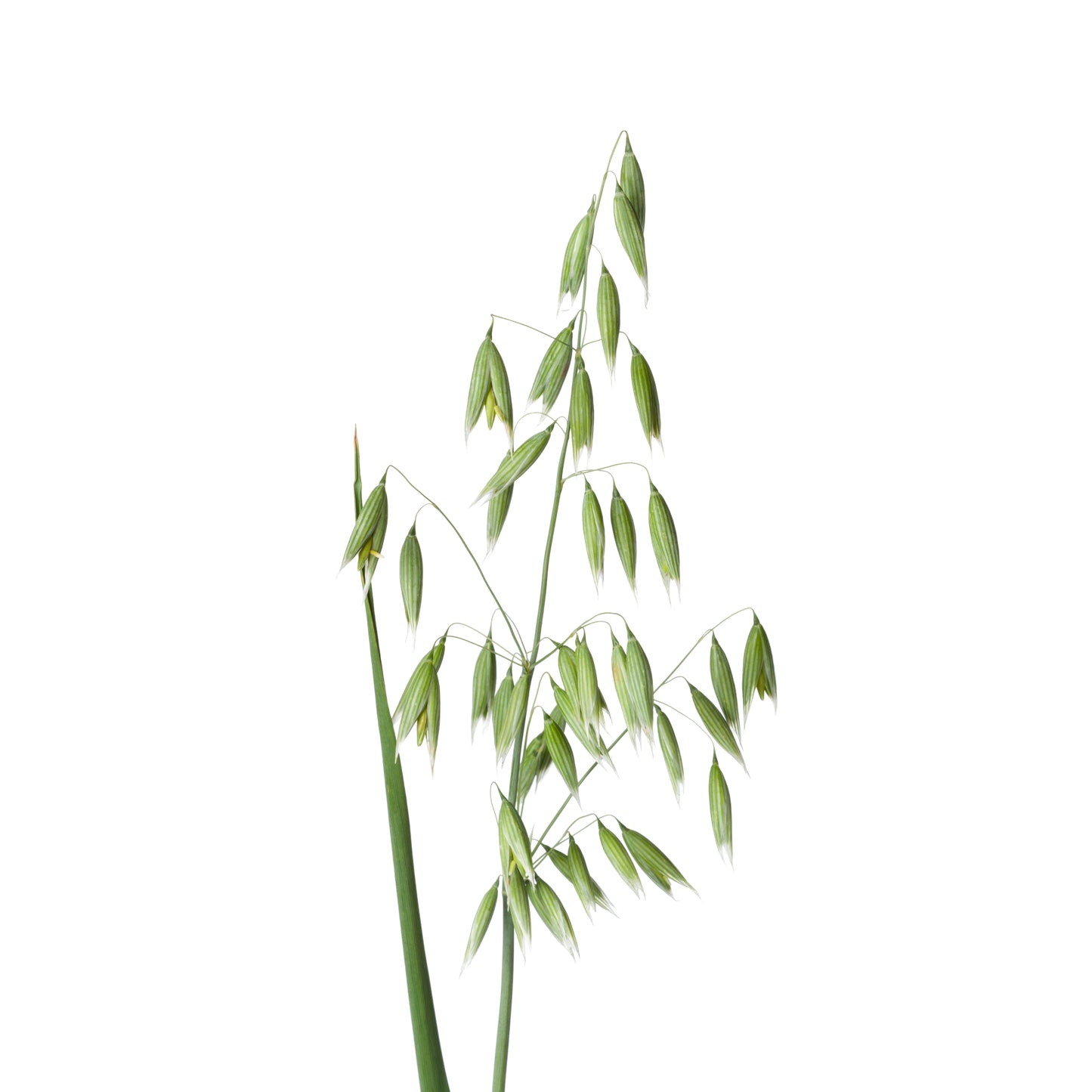 Oat Tops - Fresh