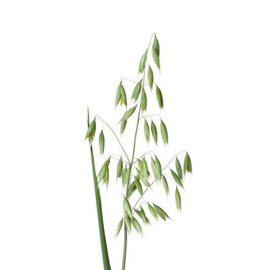 Oat Tops - Fresh
