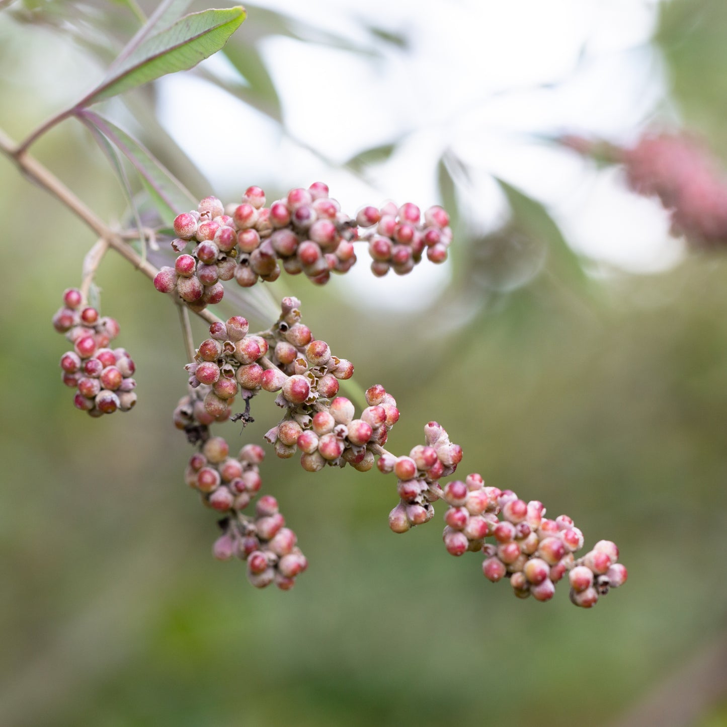 Vitex Berries - Fresh
