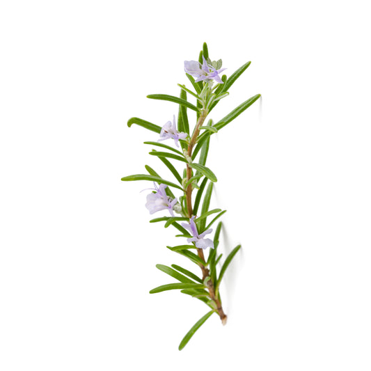 Rosemary - Fresh