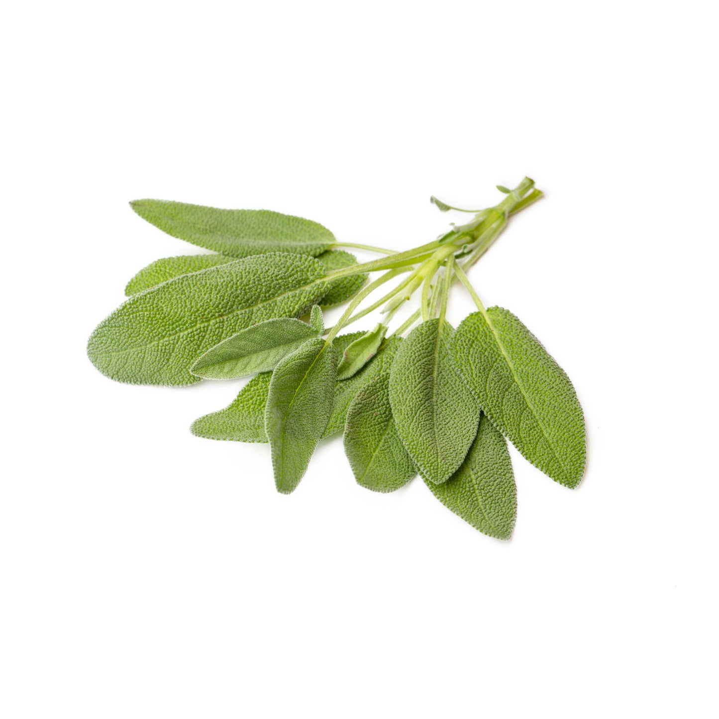 Sage Tops - Fresh