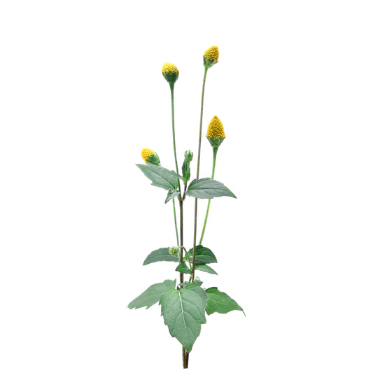 Spilanthes Flowering Tops - Fresh