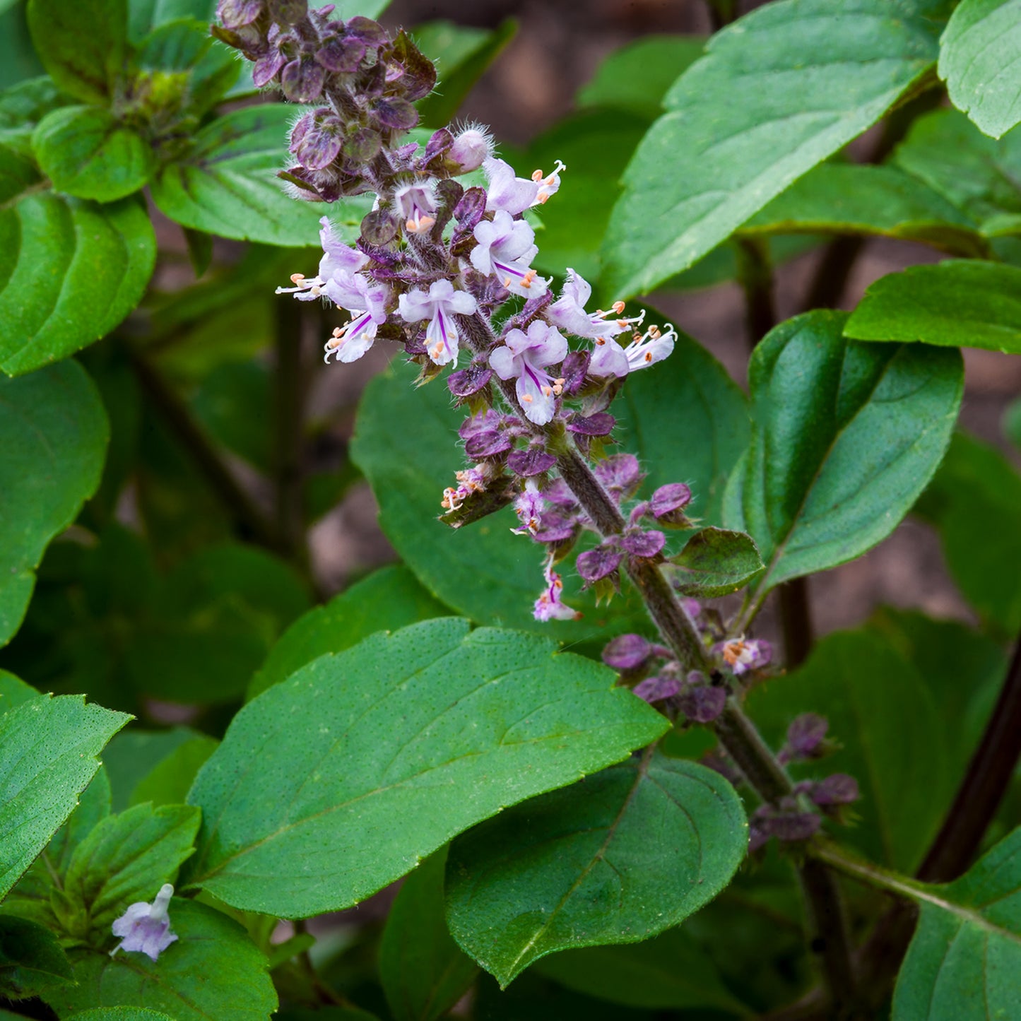 Tulsi Basil - Fresh