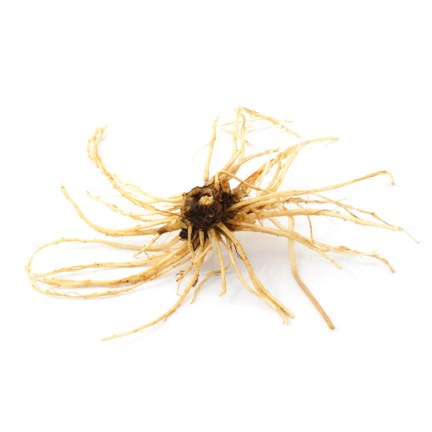 Valerian Root - Fresh