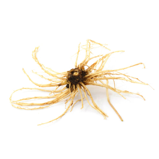 Valerian Root - Fresh