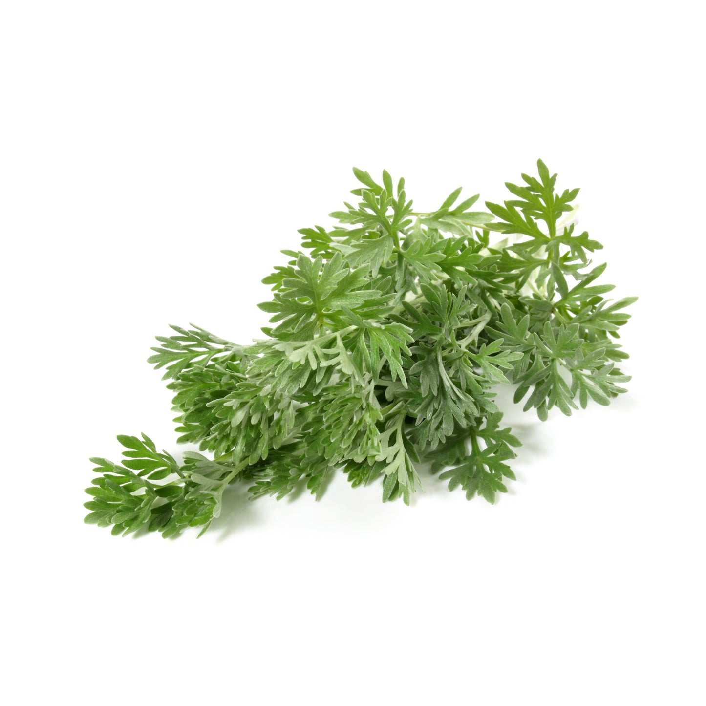 Wormwood Tops - Fresh